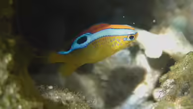 Chrysiptera brownriggii im Aquarium halten