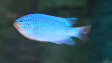 Chrysiptera cyanea im Aquarium halten