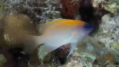 Chrysiptera rex im Aquarium halten