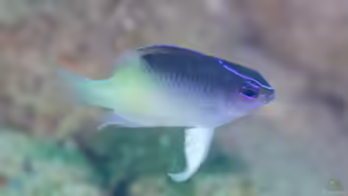 Chrysiptera rollandi im Aquarium halten