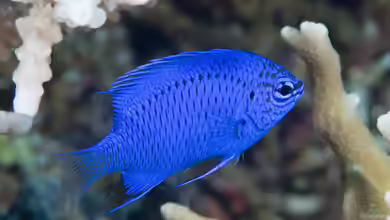 Chrysiptera springeri im Aquarium halten