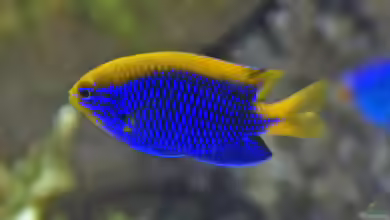 Chrysiptera starcki im Aquarium halten