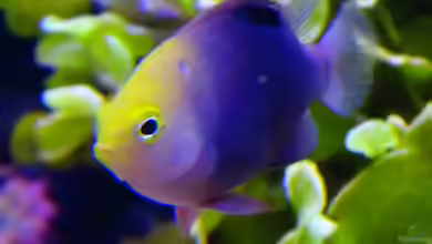 Chrysiptera talboti im Aquarium halten