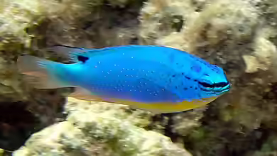 Chrysiptera taupou im Aquarium halten