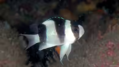 Chrysiptera tricincta im Aquarium halten