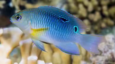 Chrysiptera unimaculata im Aquarium halten