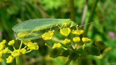 Chrysoperla carnea im Garten