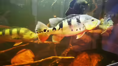 Cichla monoculus im Aquarium halten