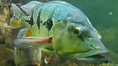 Cichla orinocensis im Aquarium halten