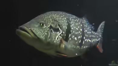 Cichla temensis im Aquarium halten