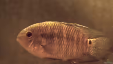 Cichlasoma dimerus im Aquarium halten