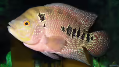 Cichlasoma im Aquarium halten