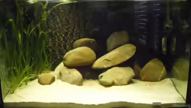 Cichlids of a small coast in the Lake Tanganyika von cichlid15