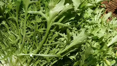 Cichorium endivia im Garten pflanzen