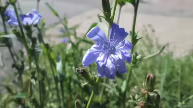Cichorium intybus im Garten pflanzen