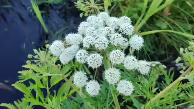 Cicuta virosa im Garten pflanzen