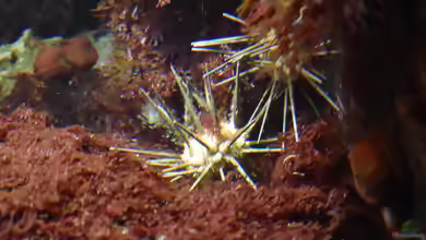 Cidaris cidaris im Aquarium halten