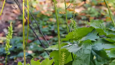 Cimicifuga dahurica im Garten pflanzen