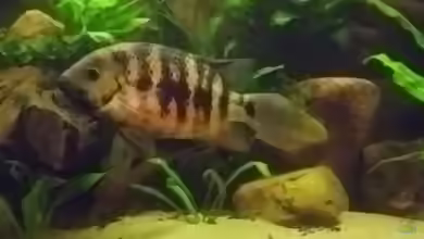 Cincelichthys bocourti im Aquarium halten