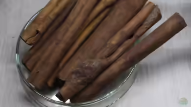 Cinnamomum cassia im Garten pflanzen