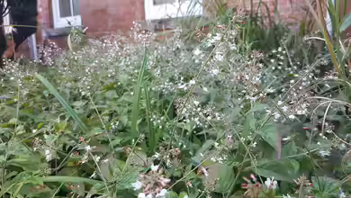 Circaea lutetiana im Garten pflanzen