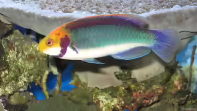 Cirrhilabrus aquamarinus im Aquarium halten