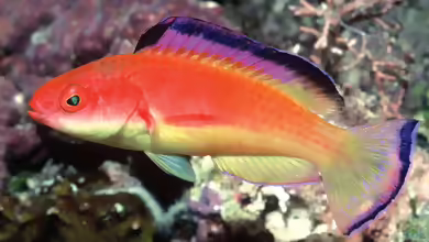 Cirrhilabrus bathyphilus im Aquarium halten