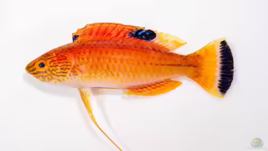 Cirrhilabrus briangreenei im Aquarium halten