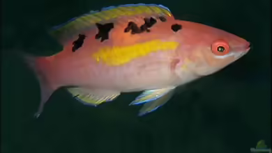 Cirrhilabrus cenderawasih im Aquarium halten