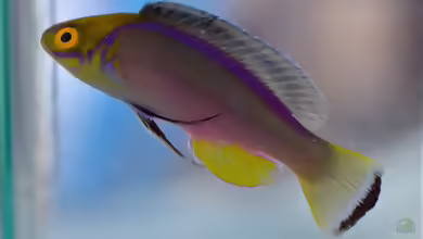 Cirrhilabrus claire im Aquarium halten