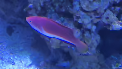 Cirrhilabrus cyanogularis im Aquarium halten