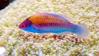 Cirrhilabrus cyanopleura im Aquarium halten