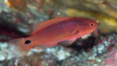 Cirrhilabrus exquisitus im Aquarium halten