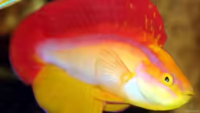 Cirrhilabrus jordani im Aquarium halten