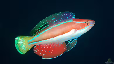 Cirrhilabrus katoi im Aquarium halten