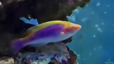 Cirrhilabrus lubbocki im Aquarium halten