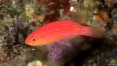 Cirrhilabrus lunatus im Aquarium halten