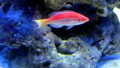 Cirrhilabrus marjorie im Aquarium halten