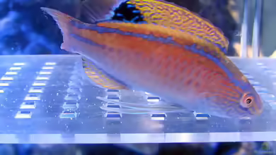 Cirrhilabrus pylei im Aquarium halten