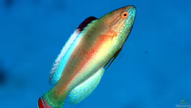 Cirrhilabrus rubrimarginatus im Aquarium halten