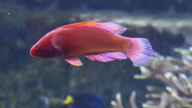 Cirrhilabrus rubrisquamis im Aquarium halten