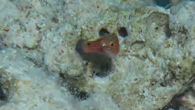 Cirrhilabrus rubriventralis im Aquarium halten