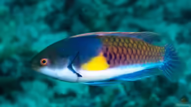 Cirrhilabrus ryukyuensis im Aquarium halten