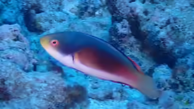 Cirrhilabrus scottorum im Aquarium halten