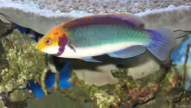 Cirrhilabrus solorensis im Aquarium halten