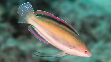 Cirrhilabrus temminckii im Aquarium halten