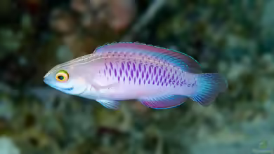 Cirrhilabrus wakanda im Aquarium halten