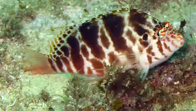 Cirrhitichthys aprinus im Aquarium halten