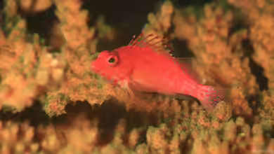 Cirrhitichthys oxycephalus im Aquarium halten