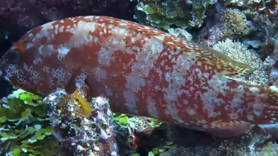 Cirrhitops fasciatus im Aquarium halten